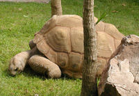 Aldabra Giant Tortoise WikiPhoto