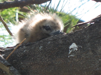 Baby Fairy Tern