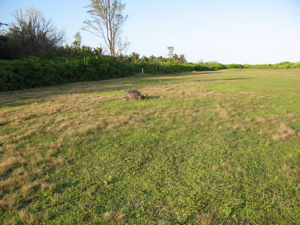 The runway … avec Giant Aldabra Tortoise