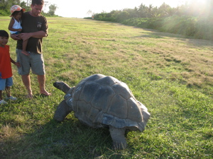 Runway tortoise, up close and personal