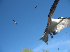 BirdSootyTern©2007SHBenoiton