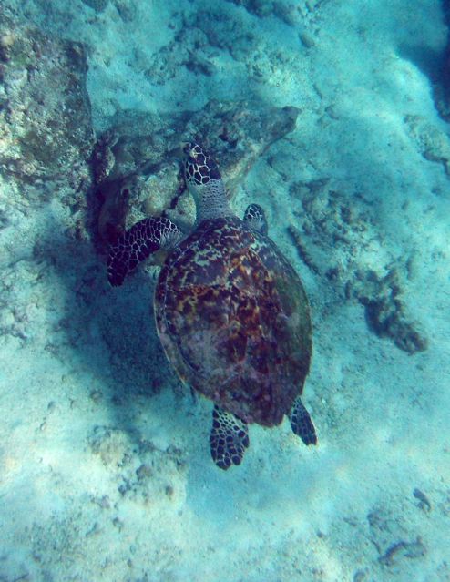 Sea turtle©2008GMonins