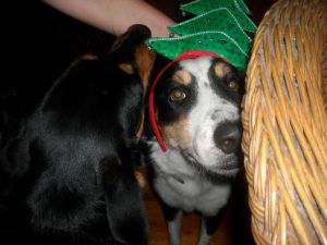 Christmashead Murphy