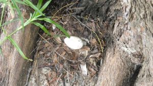 Shells are tough ...