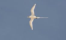 220px-White-tailed_Tropicbird_-_Phaeton_lepturus_2 Photo credit: Wiki images