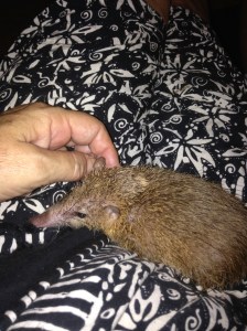 She loves being petted.