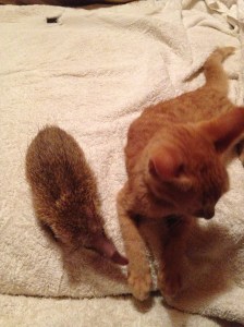 She even likes the cat ... sort of.