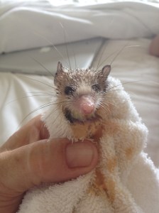 Getting ready for a feed.