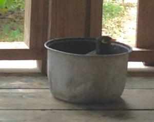 A myna likes to bathe in the dogs' water bowl.