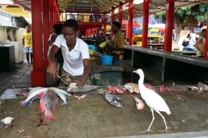 The egret is optional