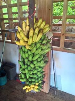 12190030_10208223474013724_3256839163126993599_n