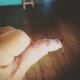 geckobaby