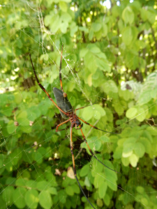 A female Palm Spider in her web, photographed on Bird Island, May 2016