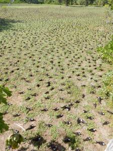 Sooty Terns nesting at high density on Bird Island - June 2016